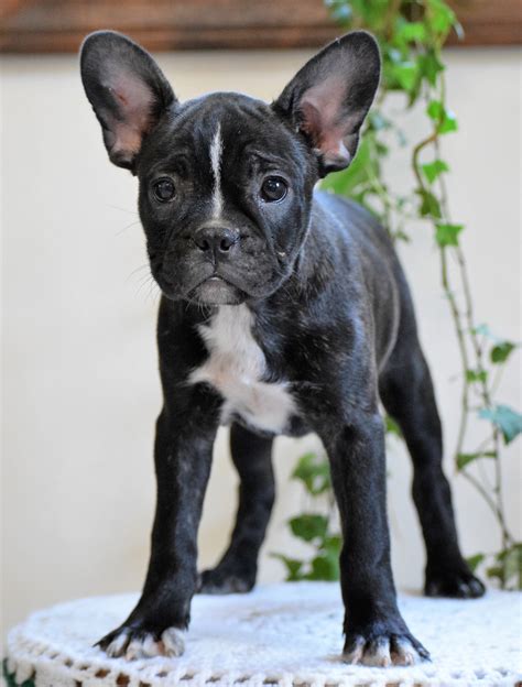 Our Frenchton Puppies! Our carefully chosen adults whether AKC French bulldogs, AKC Boston terrriers, or Frenchtons, along with a holistic, along with a holistic, hands on approach to raising our dogs and puppies, and our LONGEVITY PLAN, make our Frenchtons the absolute finest Frenchton puppies for sale. Our Longevity Plan blends our research ... 